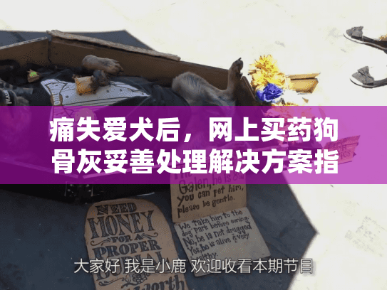 痛失爱犬后，网上买药狗骨灰妥善处理解决方案指南