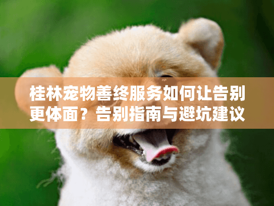 桂林宠物善终服务如何让告别更体面？告别指南与避坑建议