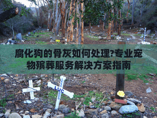 腐化狗的骨灰如何处理?专业宠物殡葬服务解决方案指南