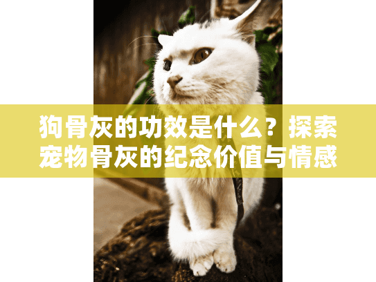 狗骨灰的功效是什么？探索宠物骨灰的纪念价值与情感慰藉