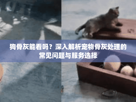 狗骨灰能看吗？深入解析宠物骨灰处理的常见问题与服务选择