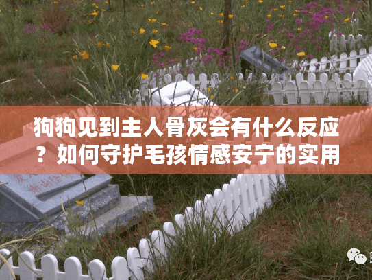 狗狗见到主人骨灰会有什么反应？如何守护毛孩情感安宁的实用建议