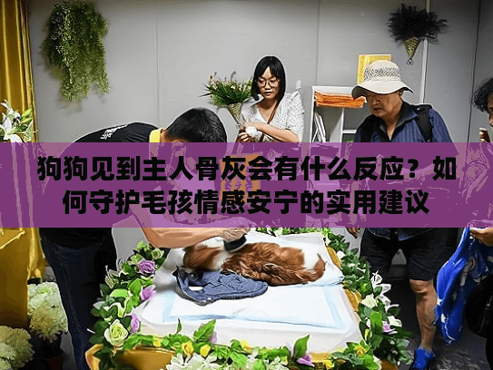 狗狗见到主人骨灰会有什么反应？如何守护毛孩情感安宁的实用建议