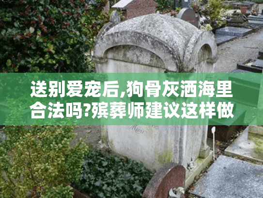 送别爱宠后,狗骨灰洒海里合法吗?殡葬师建议这样做