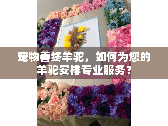 宠物善终羊驼，如何为您的羊驼安排专业服务？