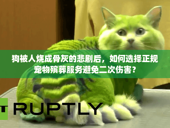 狗被人烧成骨灰的悲剧后，如何选择正规宠物殡葬服务避免二次伤害？