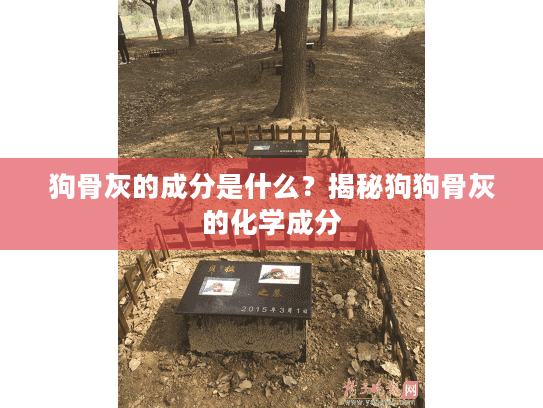 狗骨灰的成分是什么？揭秘狗狗骨灰的化学成分