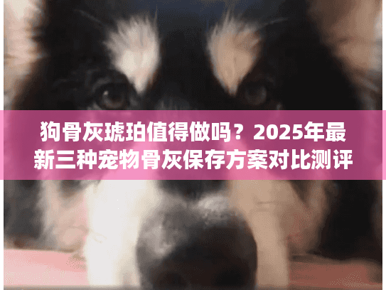 狗骨灰琥珀值得做吗？2025年最新三种宠物骨灰保存方案对比测评