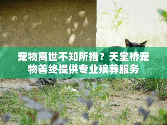 宠物离世不知所措？天堂桥宠物善终提供专业殡葬服务
