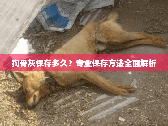 狗骨灰保存多久？专业保存方法全面解析