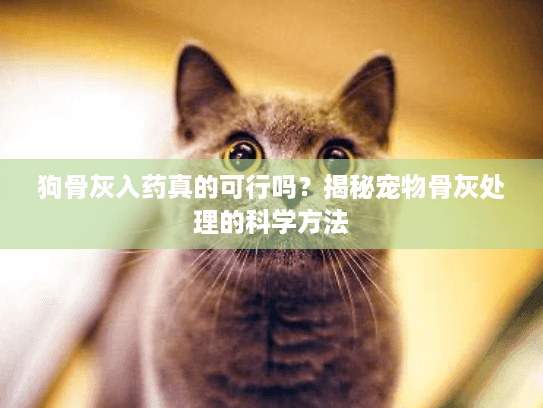 狗骨灰入药真的可行吗？揭秘宠物骨灰处理的科学方法