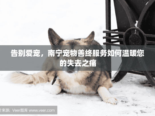 告别爱宠，南宁宠物善终服务如何温暖您的失去之痛