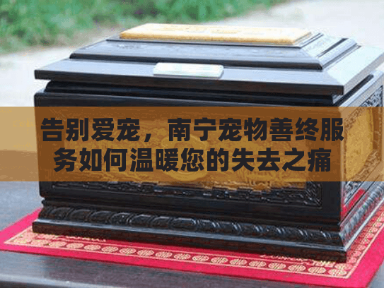 告别爱宠，南宁宠物善终服务如何温暖您的失去之痛
