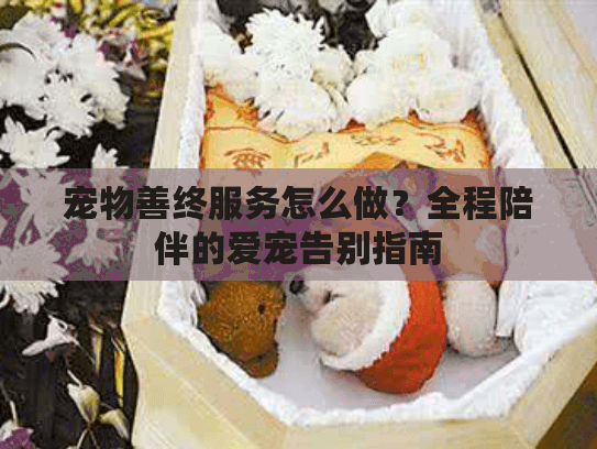 宠物善终服务怎么做？全程陪伴的爱宠告别指南