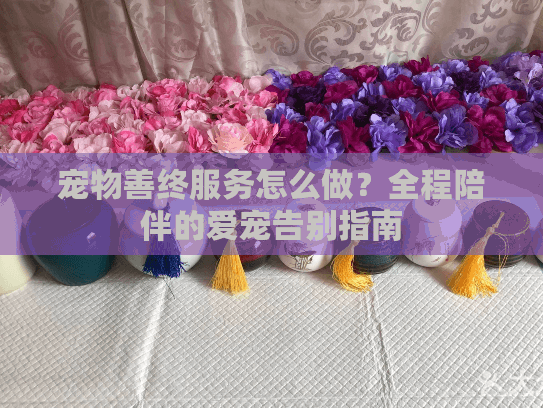 宠物善终服务怎么做？全程陪伴的爱宠告别指南