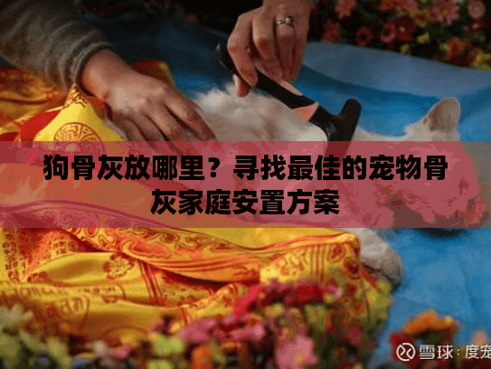 狗骨灰放哪里？寻找最佳的宠物骨灰家庭安置方案