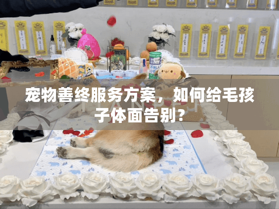 宠物善终服务方案，如何给毛孩子体面告别？