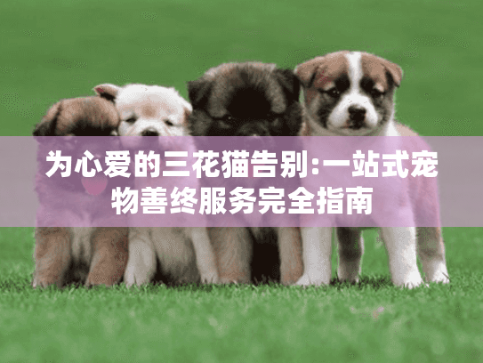 为心爱的三花猫告别:一站式宠物善终服务完全指南