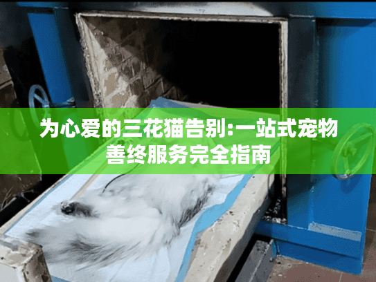 为心爱的三花猫告别:一站式宠物善终服务完全指南