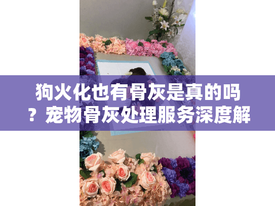 狗火化也有骨灰是真的吗？宠物骨灰处理服务深度解析