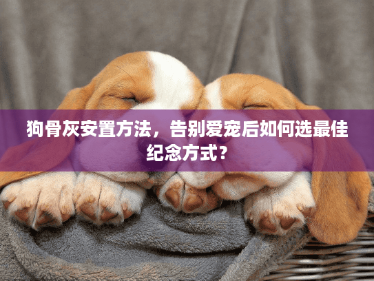 狗骨灰安置方法，告别爱宠后如何选最佳纪念方式？
