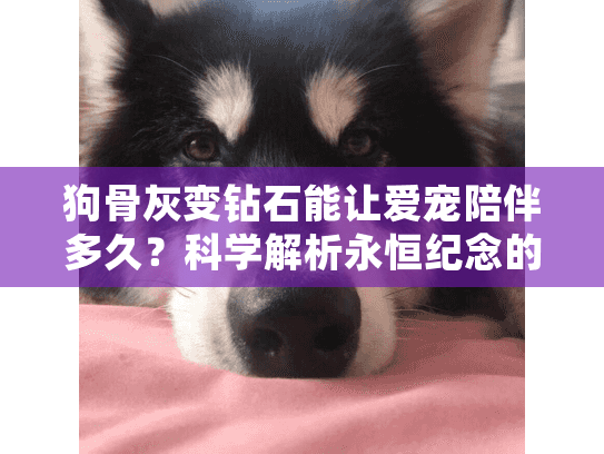 狗骨灰变钻石能让爱宠陪伴多久？科学解析永恒纪念的真实价值