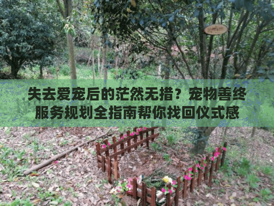 失去爱宠后的茫然无措？宠物善终服务规划全指南帮你找回仪式感