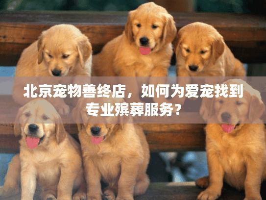 北京宠物善终店，如何为爱宠找到专业殡葬服务？