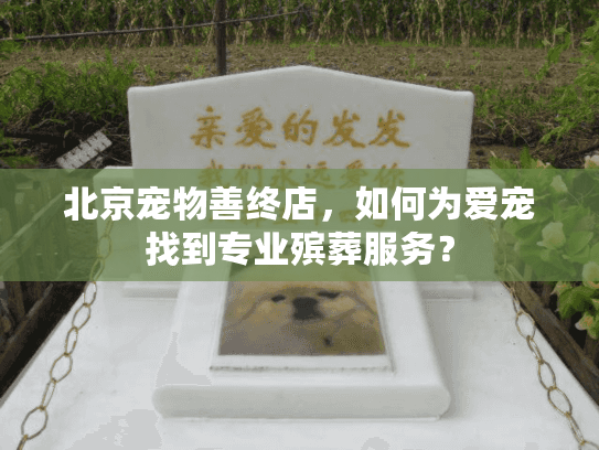 北京宠物善终店，如何为爱宠找到专业殡葬服务？