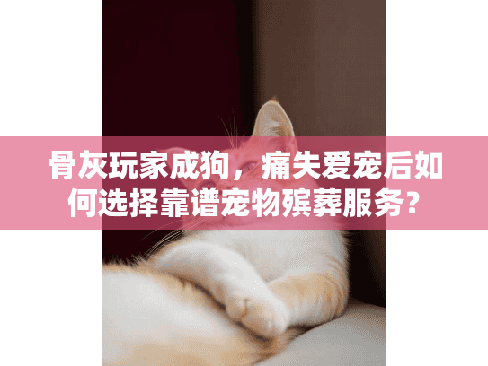 骨灰玩家成狗，痛失爱宠后如何选择靠谱宠物殡葬服务？