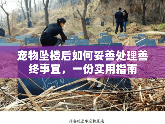 宠物坠楼后如何妥善处理善终事宜，一份实用指南