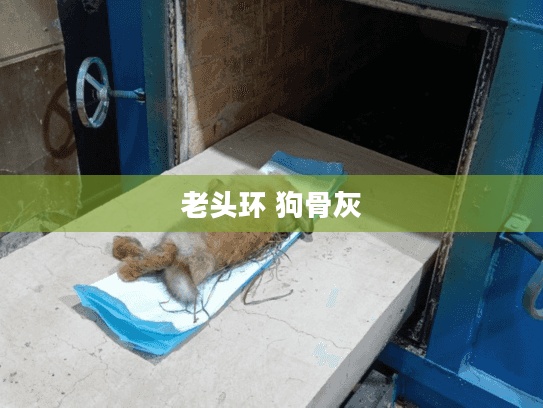 老头环 狗骨灰