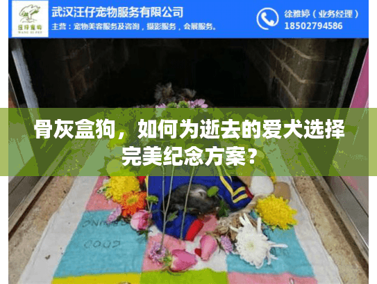 骨灰盒狗，如何为逝去的爱犬选择完美纪念方案？