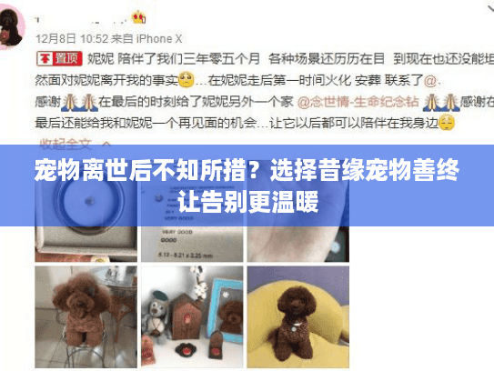 宠物离世后不知所措？选择昔缘宠物善终让告别更温暖