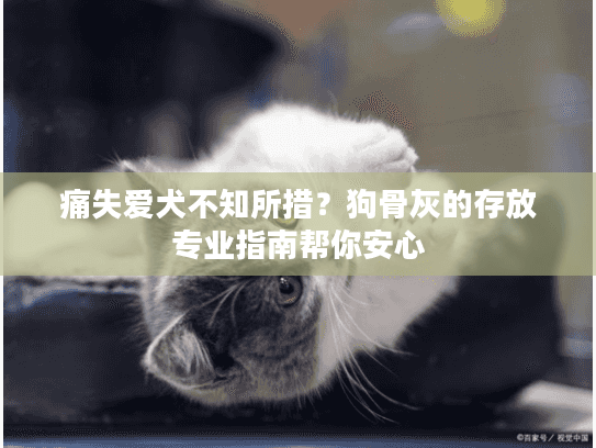 痛失爱犬不知所措？狗骨灰的存放专业指南帮你安心