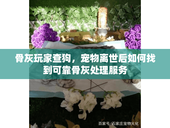 骨灰玩家查狗，宠物离世后如何找到可靠骨灰处理服务