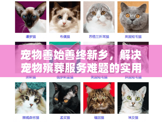 宠物善始善终新乡，解决宠物殡葬服务难题的实用指南