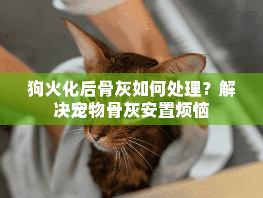 狗火化后骨灰如何处理？解决宠物骨灰安置烦恼