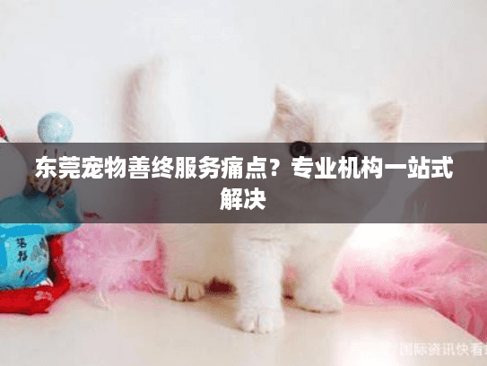 东莞宠物善终服务痛点？专业机构一站式解决