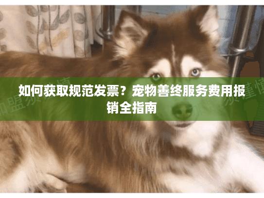 如何获取规范发票？宠物善终服务费用报销全指南