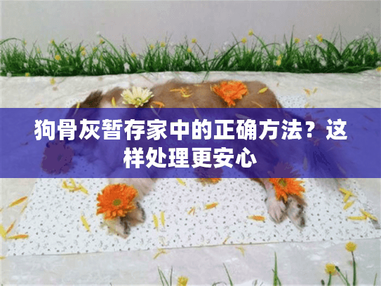 狗骨灰暂存家中的正确方法？这样处理更安心
