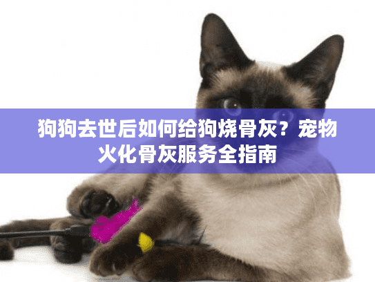 狗狗去世后如何给狗烧骨灰？宠物火化骨灰服务全指南