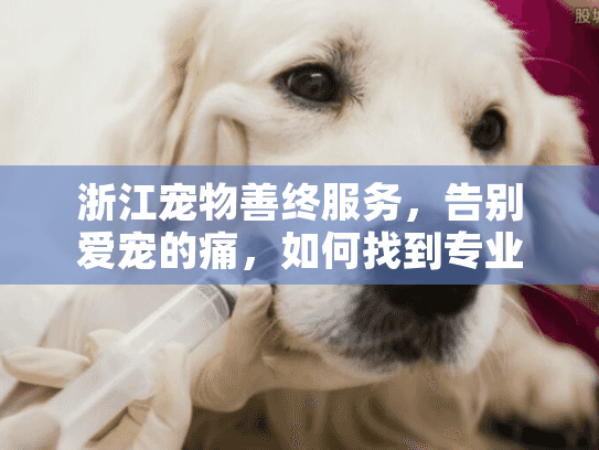 浙江宠物善终服务，告别爱宠的痛，如何找到专业解决方案？