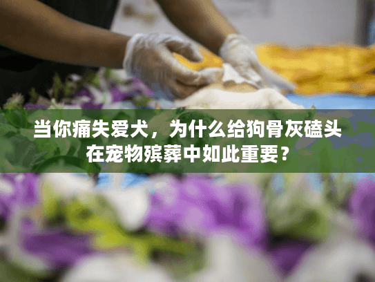 当你痛失爱犬，为什么给狗骨灰磕头在宠物殡葬中如此重要？