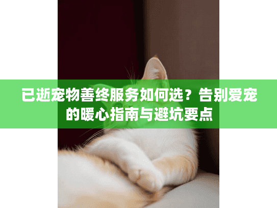 已逝宠物善终服务如何选？告别爱宠的暖心指南与避坑要点