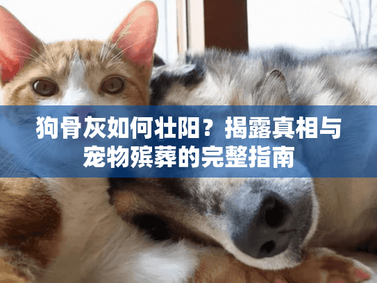 狗骨灰如何壮阳？揭露真相与宠物殡葬的完整指南
