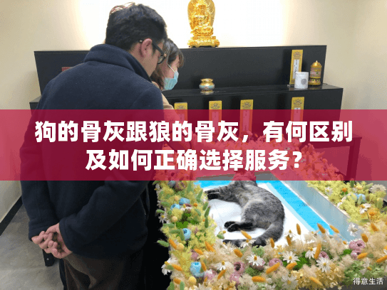 狗的骨灰跟狼的骨灰，有何区别及如何正确选择服务？