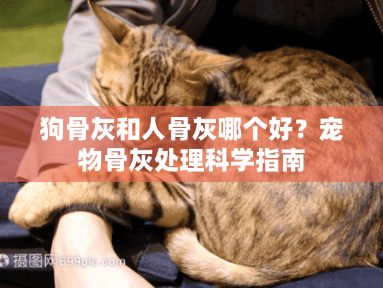 狗骨灰和人骨灰哪个好？宠物骨灰处理科学指南