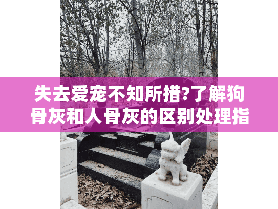 失去爱宠不知所措?了解狗骨灰和人骨灰的区别处理指南