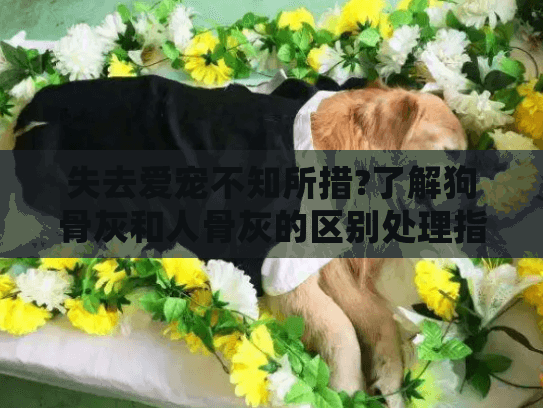 失去爱宠不知所措?了解狗骨灰和人骨灰的区别处理指南